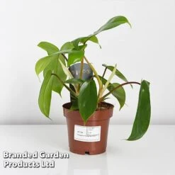 Philodendron 'Florida' -NAOMI Plant Shop PHIL FLORIDA WKF1196 C