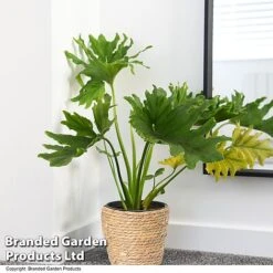 Philodendron Bipinnatifidum 'Little Hope'