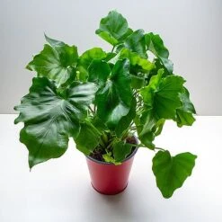 Philodendron Bipinnatifidum 'Little Hope' -NAOMI Plant Shop PHIL LITTLEHOP W48795 NOW1