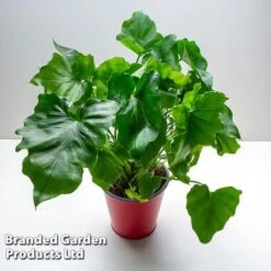 Philodendron Bipinnatifidum 'Little Hope' -NAOMI Plant Shop PHIL LITTLEHOP W487951