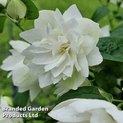 Philadelphus 'Pearls Of Perfume' -NAOMI Plant Shop PHIL PEARLPERF H41548