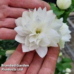 Philadelphus 'Pearls Of Perfume' -NAOMI Plant Shop PHIL PEARLPERF H41551