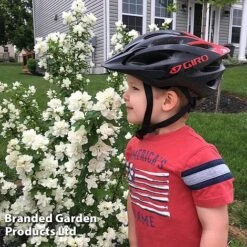 Philadelphus 'Pearls Of Perfume' -NAOMI Plant Shop PHIL PEARLPERF H41553