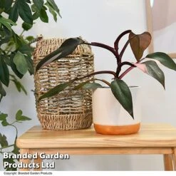 Philodendron Erubescens 'Pink Princess' -NAOMI Plant Shop PHIL PINKPRINC T47207