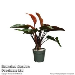 Philodendron 'Red Beauty' In Hydro Pot -NAOMI Plant Shop PHIL REDBE30CM T506501
