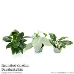 Philodendron Starter Mix -NAOMI Plant Shop PHIL STARTE6CM T47692