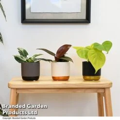 Philodendron Starter Mix -NAOMI Plant Shop PHIL STARTERMX T47694