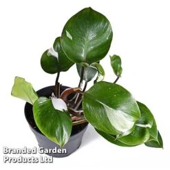 Philodendron Erubescens 'White Knight' -NAOMI Plant Shop PHIL WHITEKNIG W48802