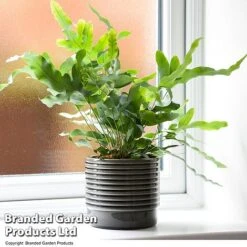 Nurseryman's Choice Indoor Fern Mix -NAOMI Plant Shop PHLE BLUESTAR T447591