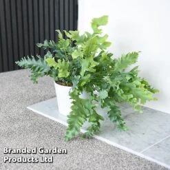 Phlebodium Aureum 'Davana' -NAOMI Plant Shop PHLE DAVANA T42916