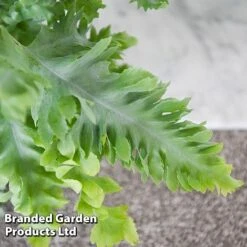 Phlebodium Aureum 'Davana' -NAOMI Plant Shop PHLE DAVANA T42918