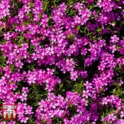 Phlox Subulata 'Red Wings' -NAOMI Plant Shop PHLO KB4202 A