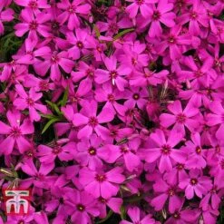 Phlox Subulata 'Red Wings' -NAOMI Plant Shop PHLO KB4202 B1
