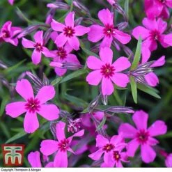 Phlox Subulata 'Red Wings'