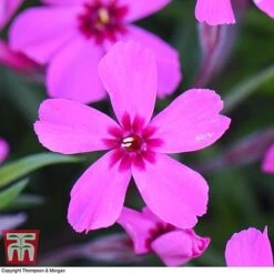 Phlox Subulata 'Red Wings' -NAOMI Plant Shop PHLO KB4202 E