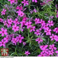 Phlox Subulata 'Red Wings' -NAOMI Plant Shop PHLO KB4202 F
