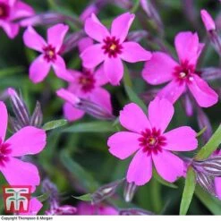 Phlox Subulata 'Red Wings' -NAOMI Plant Shop PHLO KB4202 G