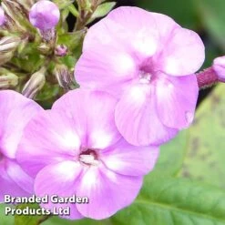 Phlox Paniculata 'Lilac Flame'