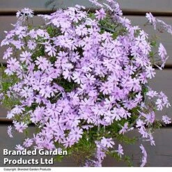 Creeping Phlox Trio Collection -NAOMI Plant Shop PHLO FORTHILL L366471