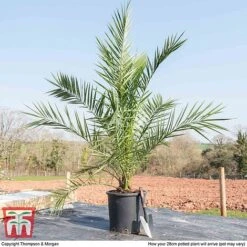 Phoenix Palm -NAOMI Plant Shop PHOE T16993 E