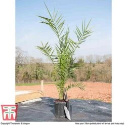 Phoenix Palm -NAOMI Plant Shop PHOE T16993 F