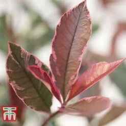 Photinia X Fraseri 'Pink Marble' -NAOMI Plant Shop PHOT T57870 C