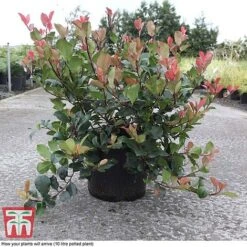 Photinia Fraseri 'Little Red Robin' -NAOMI Plant Shop PHOT T68445 C