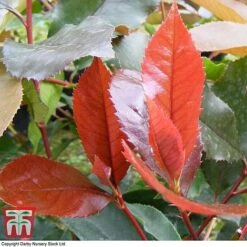 Photinia X Fraseri 'Scarlet Blaze' -NAOMI Plant Shop PHOT TKA0787 C