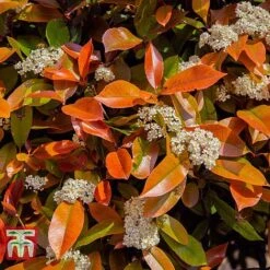 Photinia Fraseri 'Little Red Robin' (Standard) -NAOMI Plant Shop PHOT WKA8639 C