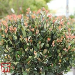 Photinia Fraseri 'Little Red Robin' (Standard) -NAOMI Plant Shop PHOT WKA8639 D
