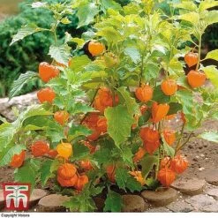 Everlasting Perennial Collection -NAOMI Plant Shop PHYS 10631 A2