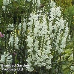 Physostegia Virginiana 'Alba'