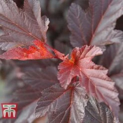 Physocarpus Opulifolius 'Diable D'Or' -NAOMI Plant Shop PHYS T58248 D
