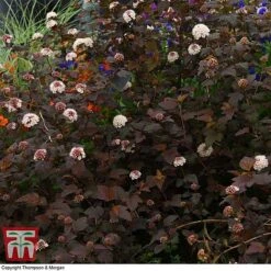 Physocarpus Opulifolius 'Lady In Red' -NAOMI Plant Shop PHYS T58482 D