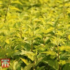 Physocarpus Opulifolius 'Angel Gold' -NAOMI Plant Shop PHYS T66378 D