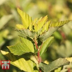 Physocarpus Opulifolius 'Angel Gold' -NAOMI Plant Shop PHYS T66378 F