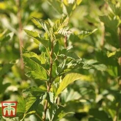 Physocarpus Opulifolius 'Angel Gold' -NAOMI Plant Shop PHYS T66378 G