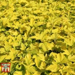 Physocarpus Opulifolius 'Angel Gold' -NAOMI Plant Shop PHYS T66378 I