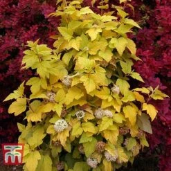 Physocarpus Opulifolius 'Angel Gold' -NAOMI Plant Shop PHYS T66378 K