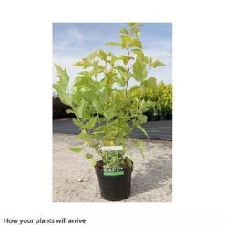 Physocarpus Opulifolius 'Darts Gold' -NAOMI Plant Shop PHYS T66379 B h