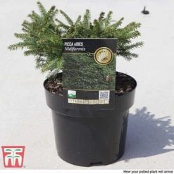 Picea Abies 'Nidiformis' -NAOMI Plant Shop PICE T66385 E