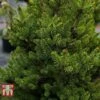 Picea Abies 'Wills Zwerg'