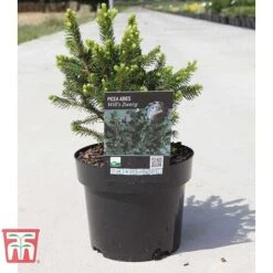 Picea Abies 'Wills Zwerg' -NAOMI Plant Shop PICE T66387 D