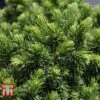 Picea Glauca 'Alberta Globe'