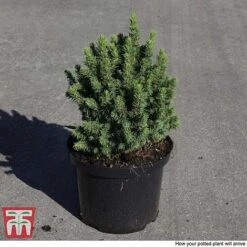 Picea Glauca 'Alberta Globe' -NAOMI Plant Shop PICE T66388 C