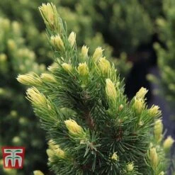 Picea Glauca 'Rainbows End' -NAOMI Plant Shop PICE T66392 C
