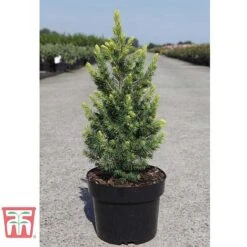 Picea Glauca 'Rainbows End' -NAOMI Plant Shop PICE T66392 D