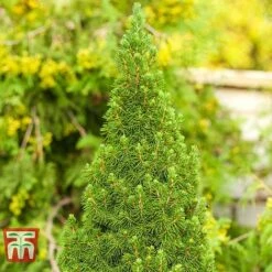 Picea Glauca 'Zuckerhut'