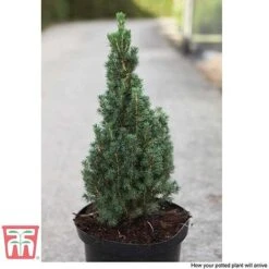 Picea Glauca 'Zuckerhut' -NAOMI Plant Shop PICE T66394 C