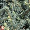 Picea Pungens 'Waldbrunn'